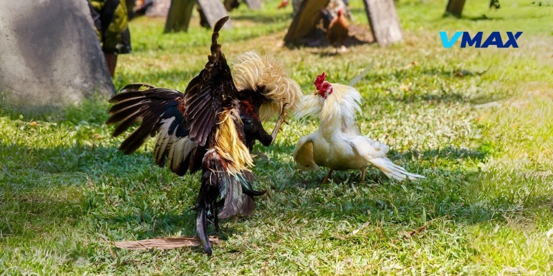 Sự khác biệt giữa đá gà C1 và chọi kê truyền thống