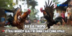 Đá Gà Thomo – Trải Nghiệm Giải Trí Đỉnh Cao Cùng Vmax