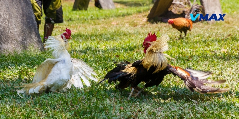 Dựa vào đặc điểm vảy gà để phân tích