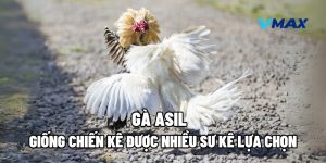 Gà Asil – Giống Chiến Kê Được Nhiều Sư Kê Lựa Chọn
