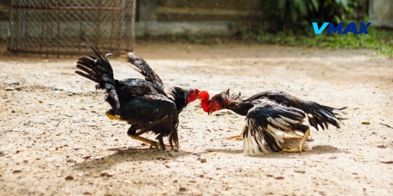 Tìm hiểu tổng quan về giống gà Asil nổi tiếng