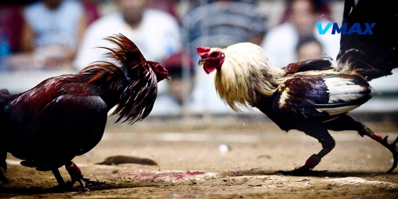Điểm qua các đặc điểm nổi bật của gà Asil