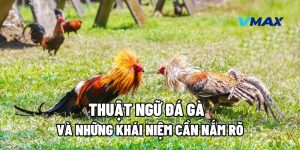 Thuật Ngữ Đá Gà Và Những Khái Niệm Cần Nắm Rõ 